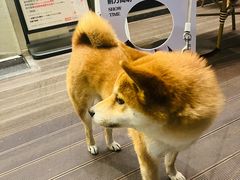 -Grande A'moo(上海万象城店)