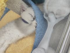 -糯米喵星人总部直营旗舰店·猫舍·幼猫出售