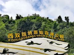 -西双版纳原始森林公园