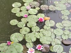 -微山湖红荷湿地景区
