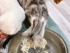 -BABIT巴比特宠物(MOMOPARK店)