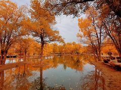 -金塔沙漠胡杨林景区