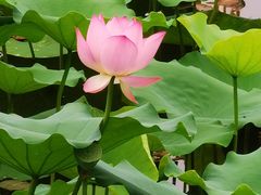 -荔湾湖公园