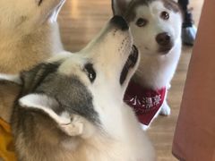 -Husky Go! 哈士奇体验馆·宠物咖啡厅狗咖
