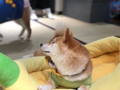 -逗柴咖啡屋·狗咖猫咖宠物桌游