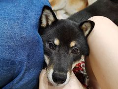 -柴务处·柴犬主题狗咖