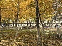 -山东农业大学(岱宗校区)