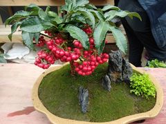 -龙大花卉苗木市场