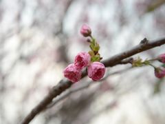 -天适樱花悠乐园