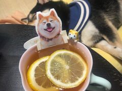 -逗柴咖啡屋·狗咖猫咖宠物桌游