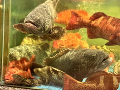 -聚福宝合苑食府(南头镇店)