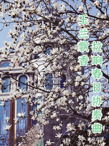 玉兰飘香，拉响春日协奏曲：魔都市花绽放啦！