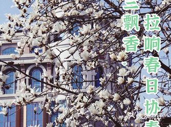 玉兰飘香，拉响春日协奏曲：魔都市花绽放啦！