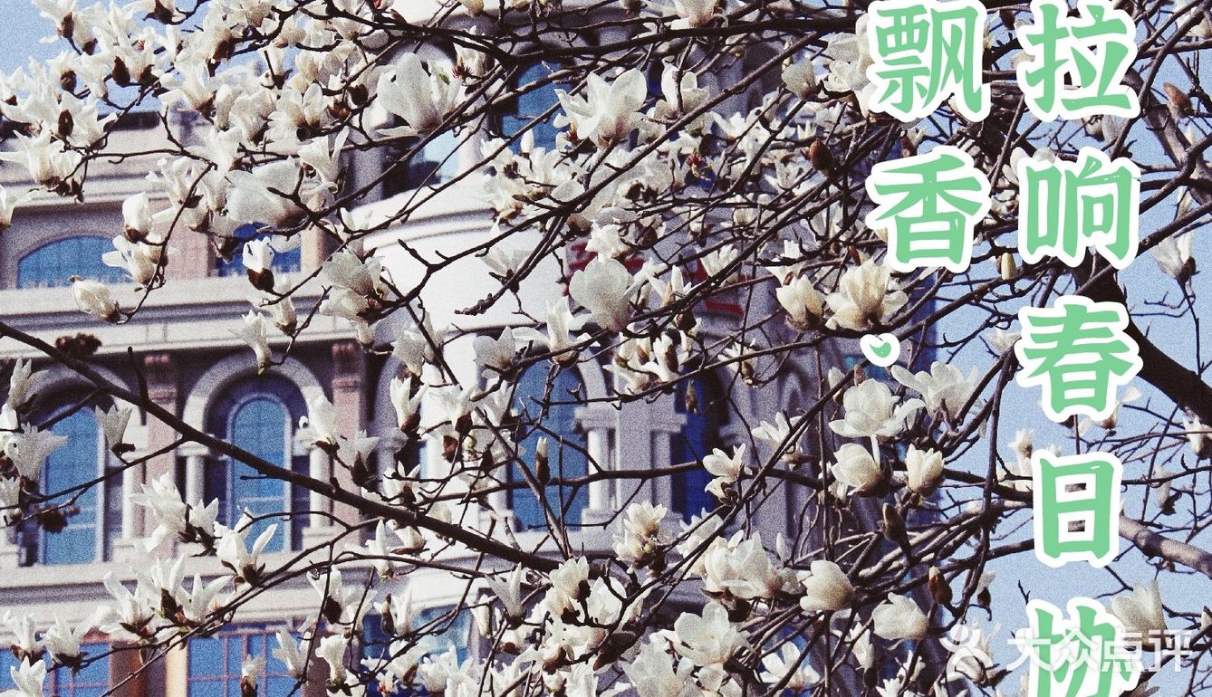 玉兰飘香，拉响春日协奏曲：魔都市花绽放啦！