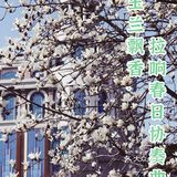 玉兰飘香，拉响春日协奏曲：魔都市花绽放啦！