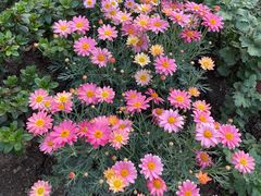 -冰冰龙虾·江湖菜·花园江景餐厅