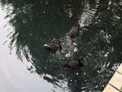 -长白岛森林公园