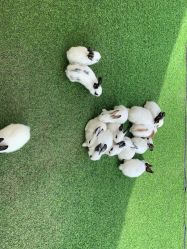 -萌宠亲子动物乐园(槐房万达店)