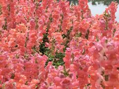 -上海辰山植物园