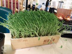 活体豆苗-左庭右院鲜牛肉火锅(百联临港店)