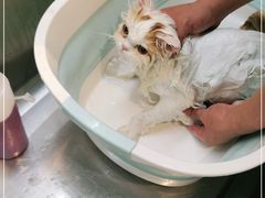 -PETKIT小佩宠物·低压洗护(国顺东路店)