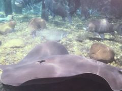 -暹罗海洋世界