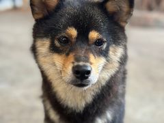 -柴犬高等学院·狗咖·柴犬售卖·宠物训练