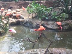 -新加坡飞禽公园