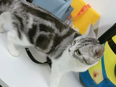 -创凡宠物医院·骨专科  猫科中心(西乡分院)