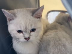 -博特宠物医院24h犬猫全科.骨科·异宠