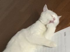 -瑞派宠物医院·犬猫全科·猫友好(宾水西道店)