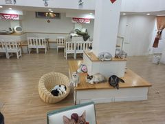 大堂-李小姐の猫咖啡馆(五角场店)