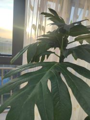-HEYAN荷妍专业脱毛连锁机构