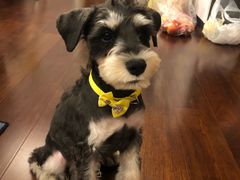 -房东的猫宠物生活馆