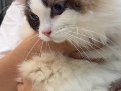 -乐琪宠物医院·犬猫专科·骨外科·急重症