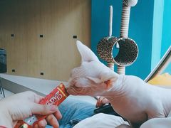 -飞行喵MR PILOT|猫舍·猫咖(静安大融城店)