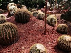 -呀路古热带植物园