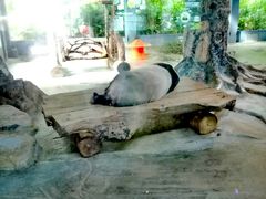 -海南热带野生动植物园