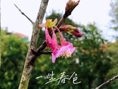 -军营村