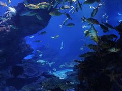 -海合安武汉极地海洋公园
