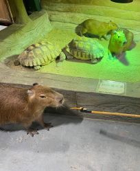 -Zoolung Zoolung动物主题公园(海信广场店)