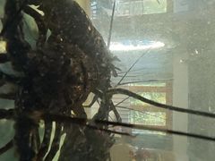 -碗中海·蒸汽海鲜·桑拿鸡(岭南天地店)
