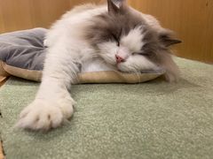 -CAT’S MEWSTAR CAFE·喵星球猫屋(晴湾咖啡店)