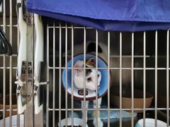 -御宝贝·A梦猫科宠物医院(国际猫友好医院)