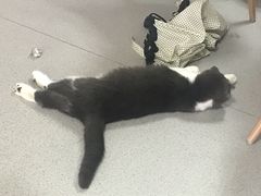 -我爱猫咪·猫咖·狗咖·安哥拉兔·羊驼咖(小寨华旗店)
