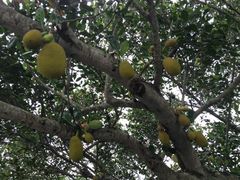 -三亚亚龙湾凯莱仙人掌度假酒店