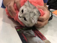 -伟伟宠物医院·CT影像中心·瑞派犬猫综合性门诊(汉口总院)