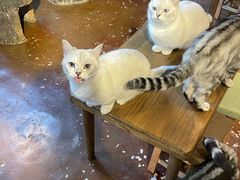 -猫猫幼稚园·撸猫·桌游·电玩