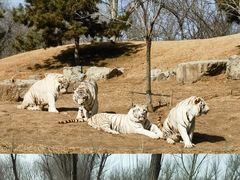 -北京野生动物园