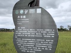 -盐城丹顶鹤湿地生态旅游区